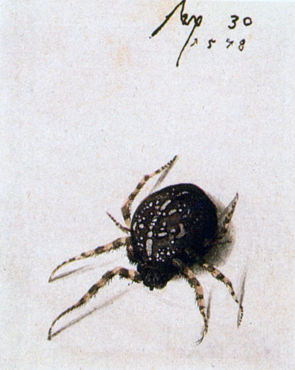 Naarashämähäkki, 1578 tekijältä Joris Hoefnagel