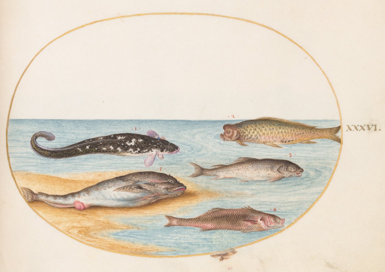Kala, n. 1575-80 tekijältä Joris Hoefnagel
