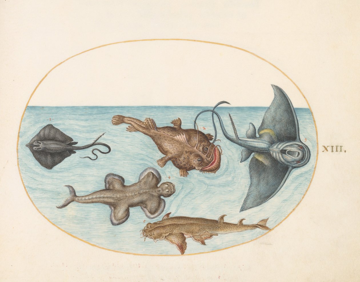 Kala, n. 1575-80 tekijältä Joris Hoefnagel