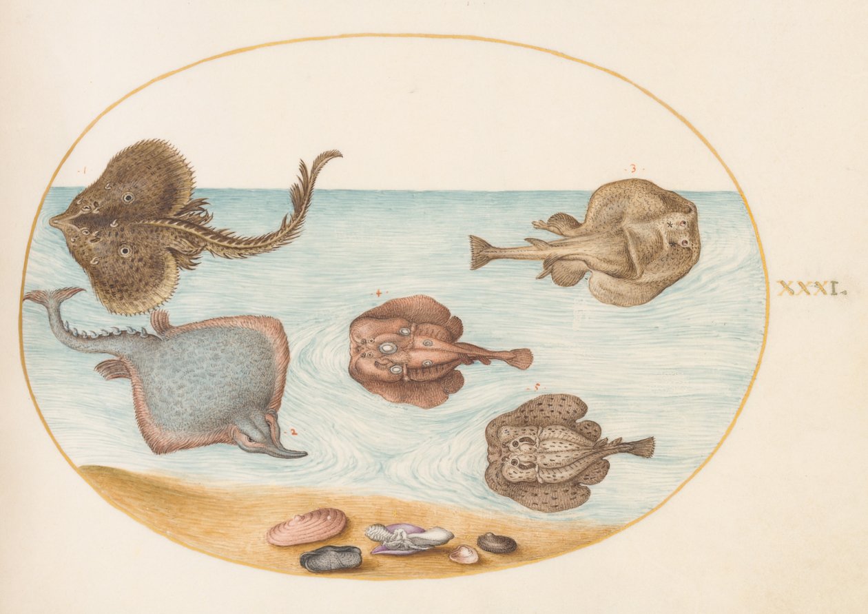 Kala, n. 1575-80 tekijältä Joris Hoefnagel