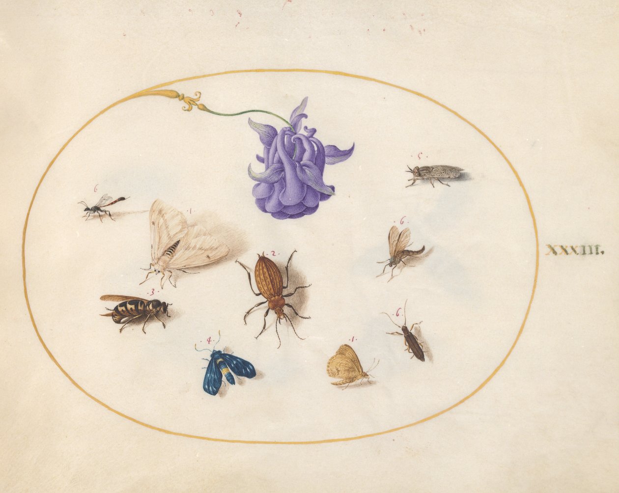 Hyönteiset, n. 1575-80 tekijältä Joris Hoefnagel