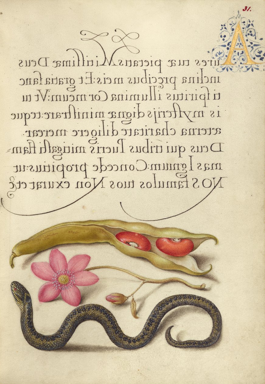 Kidney Bean, Poppy Anemone, ja Adder tekijältä Joris Hoefnagel