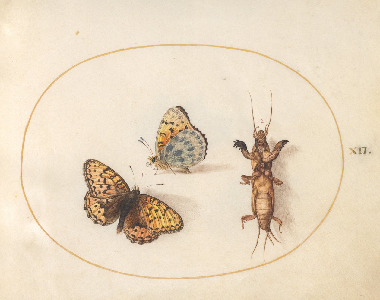 Levy 12: Kaksi näkymää perhosesta (hopeareunainen fritillary?) ja myyräsirkka tekijältä Joris Hoefnagel