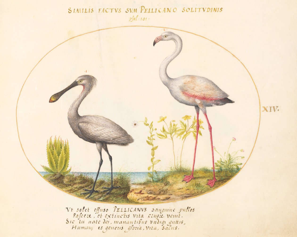 Levy 14: Spoonbill Crane ja Flamingo tekijältä Joris Hoefnagel
