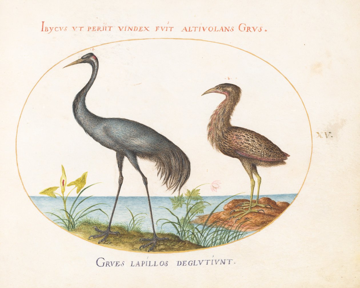 Levy 15: Crane and Bittern(?) tekijältä Joris Hoefnagel
