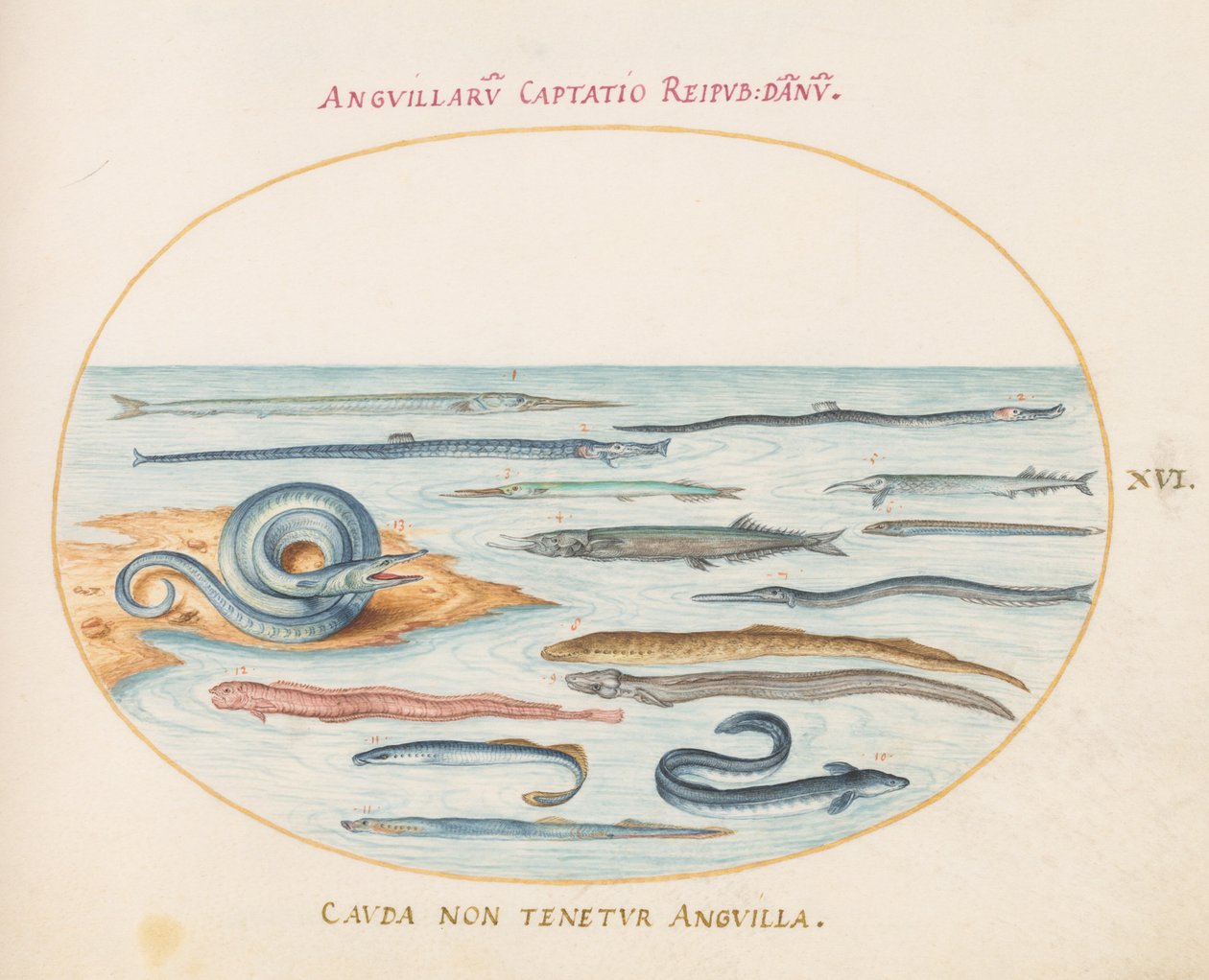 Levy 16: Ankeriaat, Pipefish ja Needlefish tekijältä Joris Hoefnagel