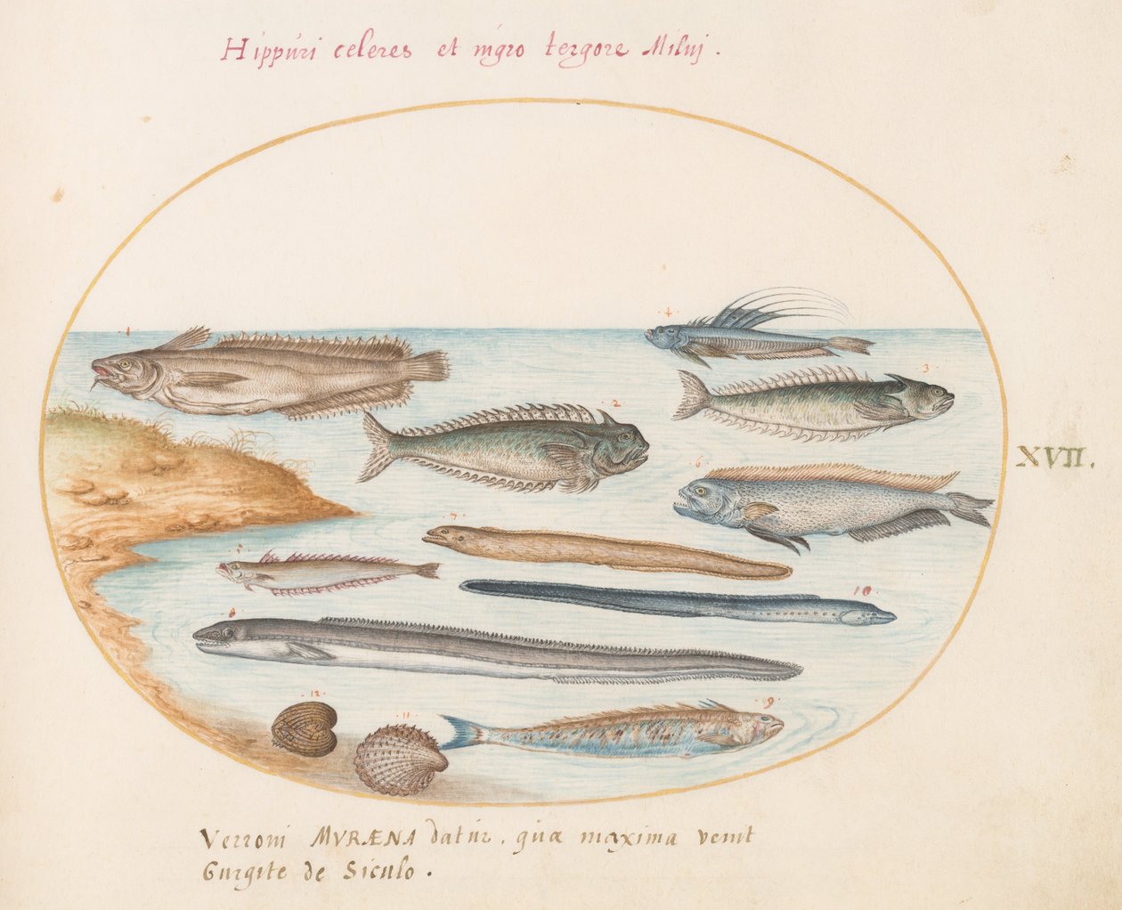 Levy 17: Turska, Weever Fish, ankeriaat ja muut kalat tekijältä Joris Hoefnagel