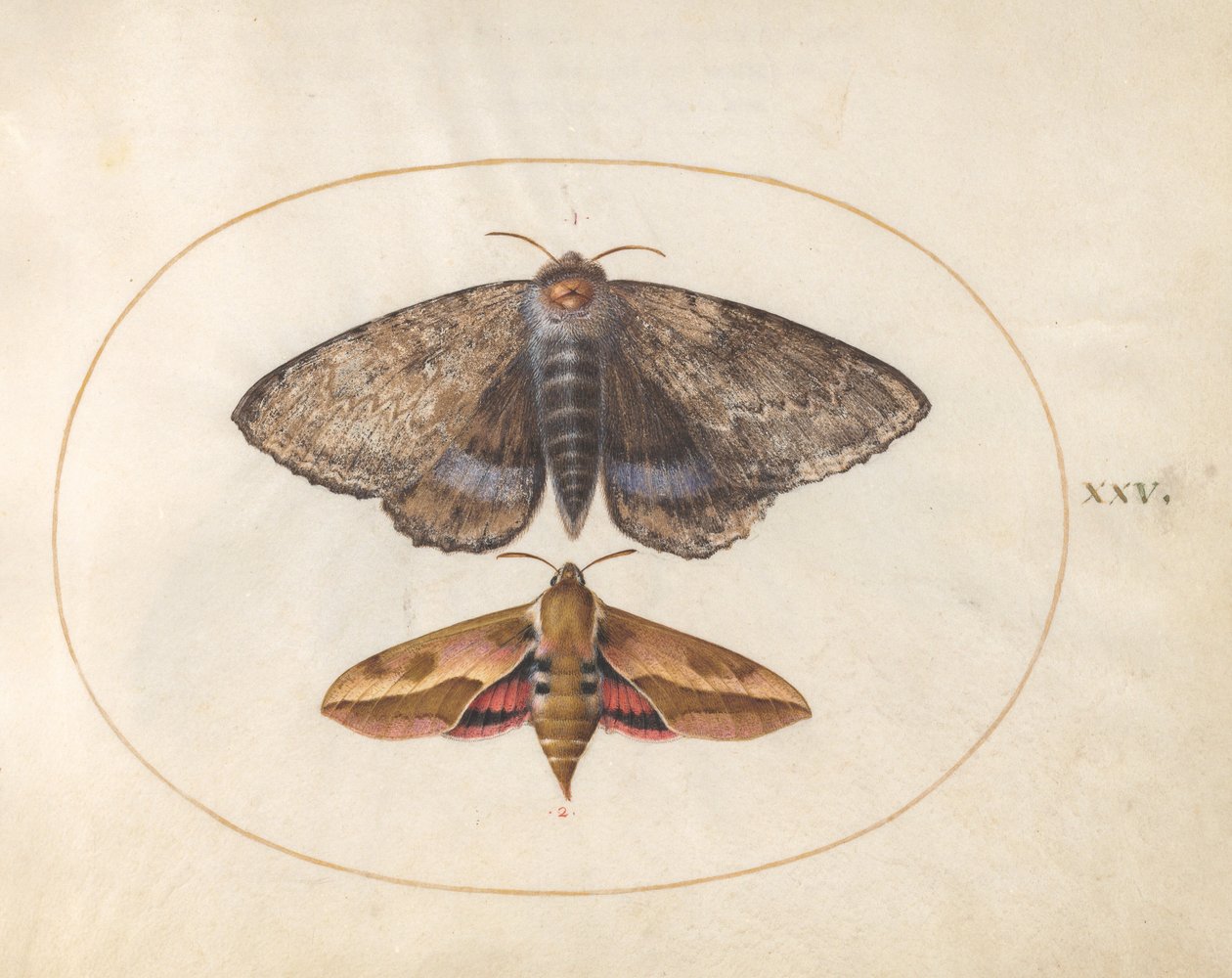 Levy 25: Blue Underwing Moth ja Spurge Hawk Moth tekijältä Joris Hoefnagel