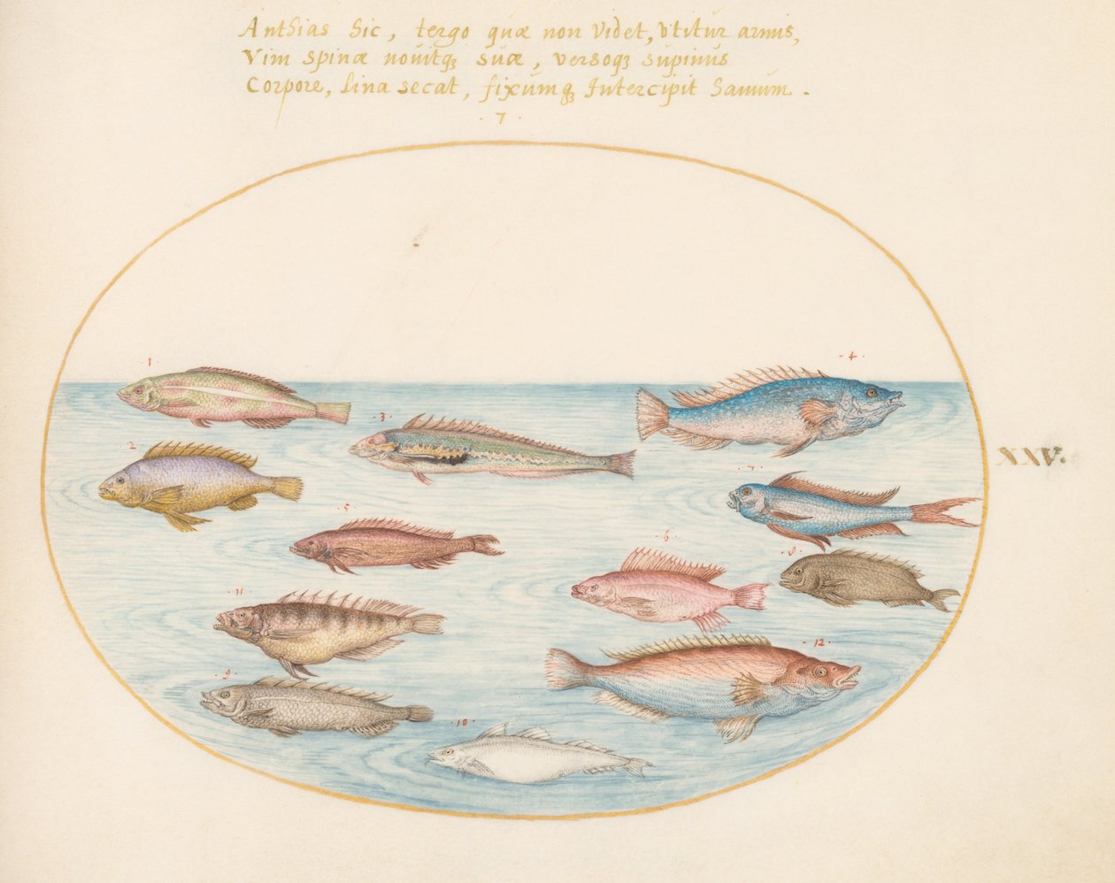 Levy 25: Välimeren Rainbow Wrasse, muu Wrasse, Swallowtail meriahven(?), useita "Anthiae" ja muita kaloja tekijältä Joris Hoefnagel