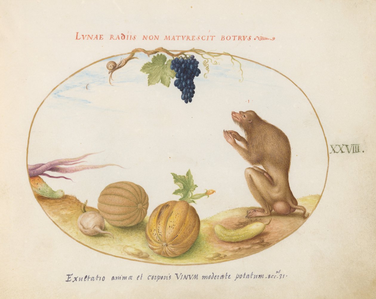 Levy 28: "Tartarine" (Barbary Macaque?), jossa on hedelmää ja etana tekijältä Joris Hoefnagel