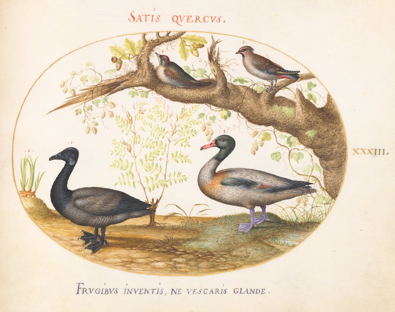Levy 33: Pari Bohemian Waxwings, Shelduck(?) ja Brant Goose inkiväärikasvin kanssa tekijältä Joris Hoefnagel