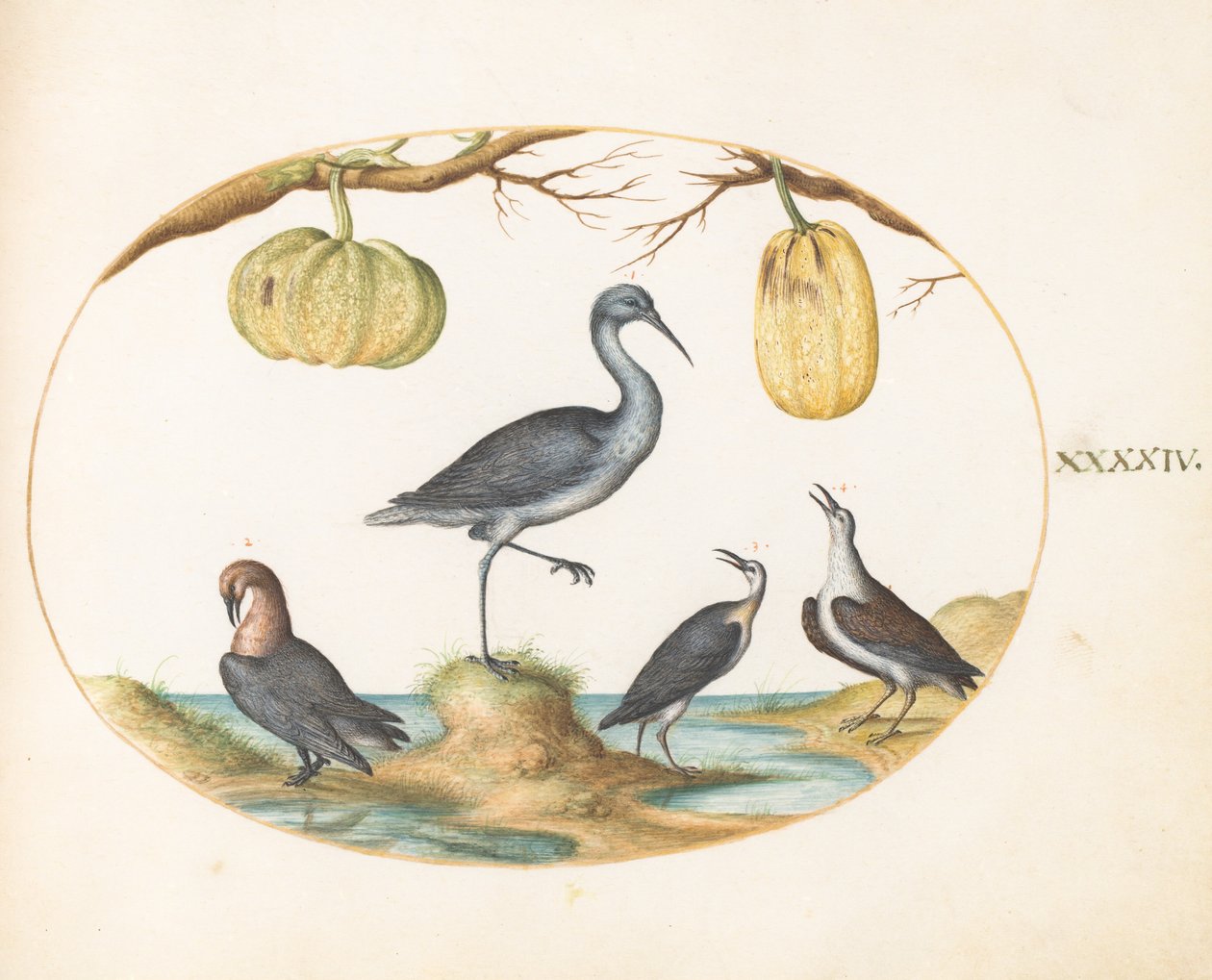 Levy 44: Godwit(?) ja sandpipers kahdella kurpitsalla tekijältä Joris Hoefnagel