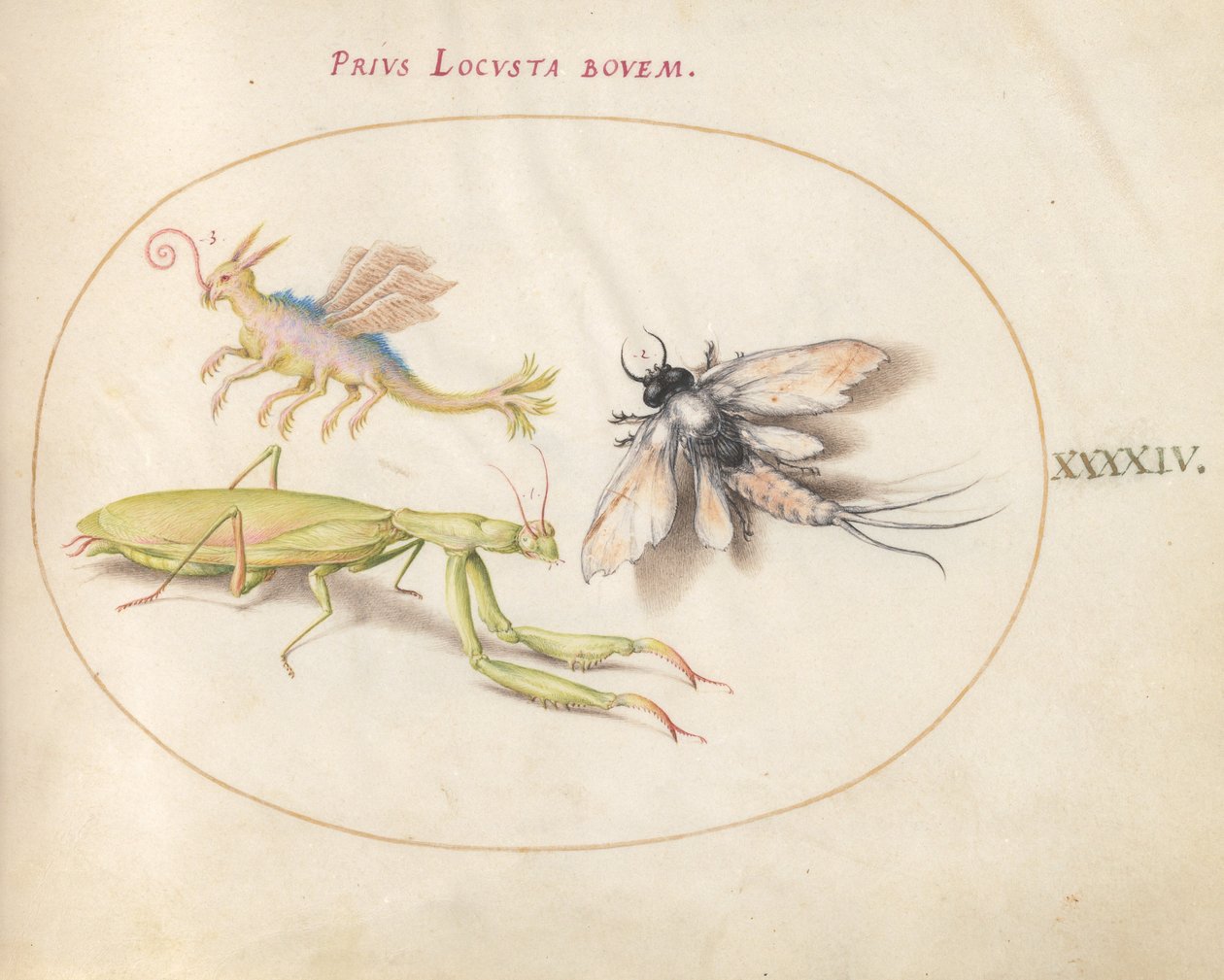 Levy 44: Mantis ja Mayfly kuvitteellisella hyönteisellä tekijältä Joris Hoefnagel
