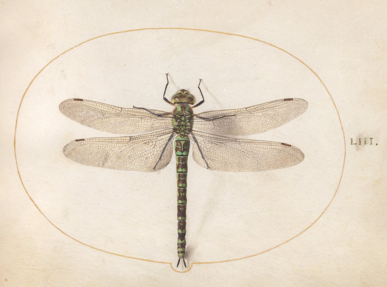 Levy 53: Southern Hawker Dragonfly tekijältä Joris Hoefnagel