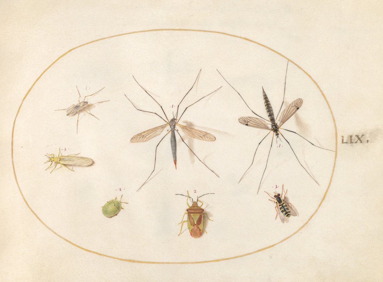 Levy 59: Seitsemän hyönteistä, mukaan lukien Hawthorn Shield Bug, kurkkukärpäset ja hoverfly tekijältä Joris Hoefnagel
