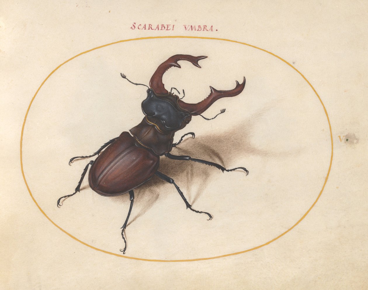 Levy 5: Statag Beetle tekijältä Joris Hoefnagel