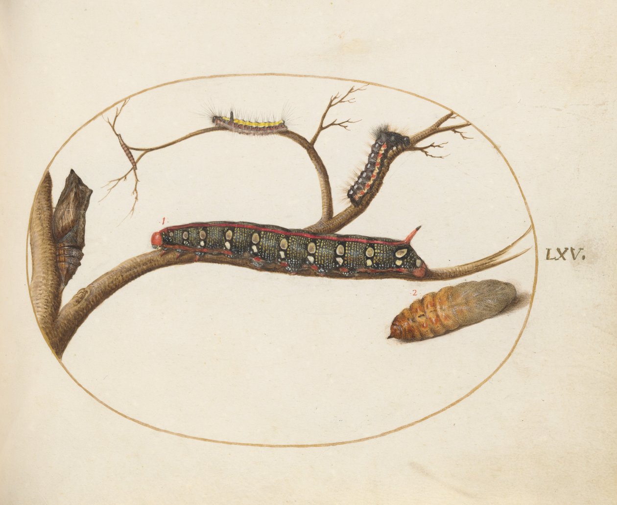 Levy 60: Lehtinen Spurge Hawkmoth Caterpillar, pupae ja muut toukat tekijältä Joris Hoefnagel