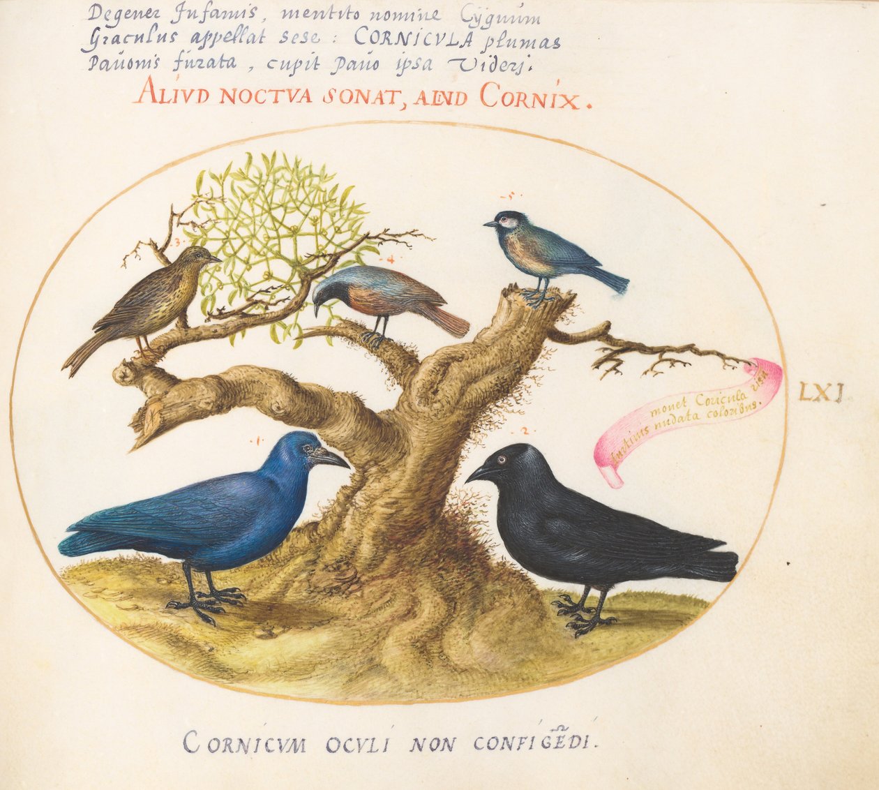 Tafel 61: Blaue Krähe (?), Dohle, Meise und andere Vögel tekijältä Joris Hoefnagel