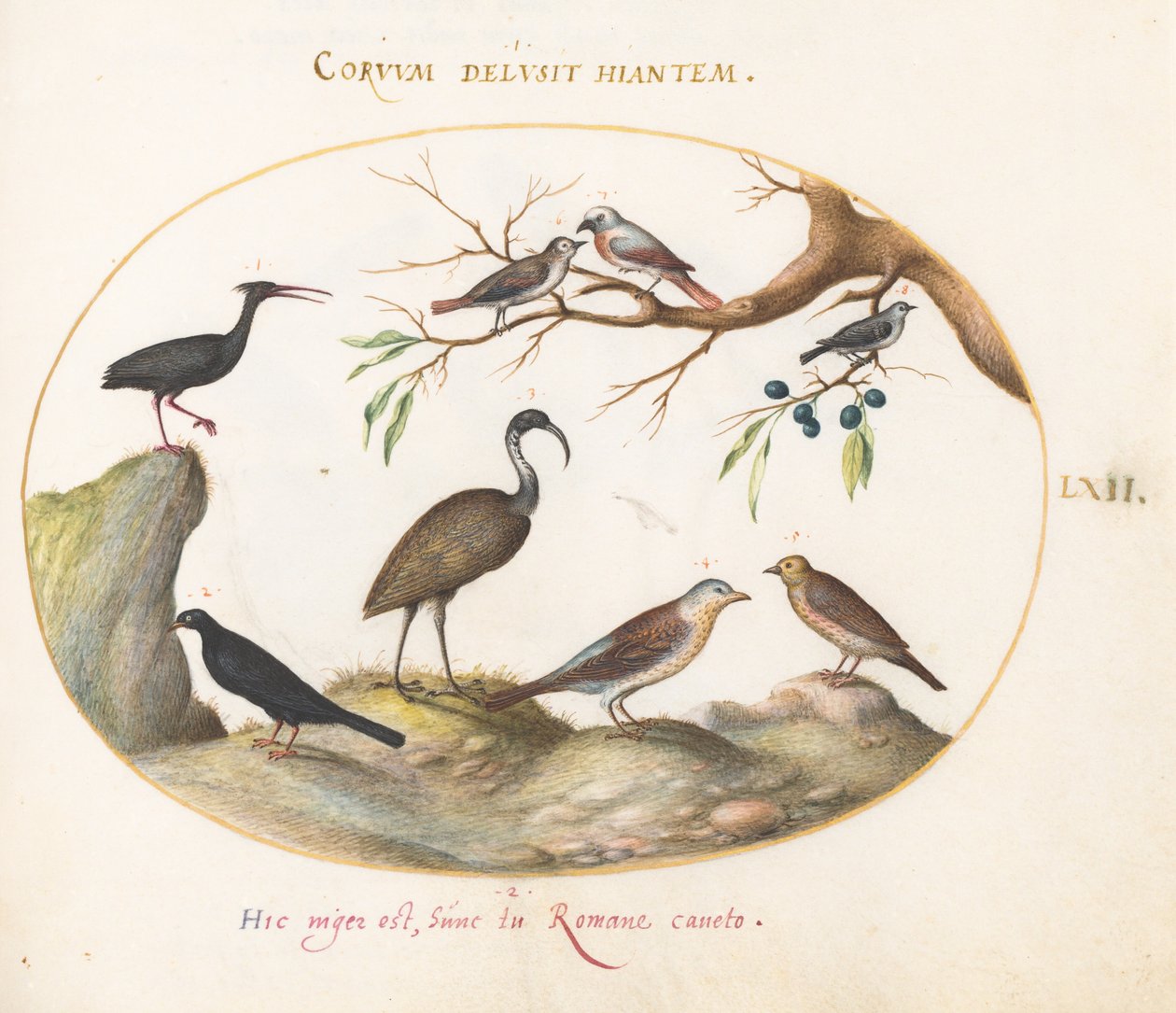 Levy 62: Northern Bald Ibis ja Glossy Ibis muiden lintujen kanssa tekijältä Joris Hoefnagel