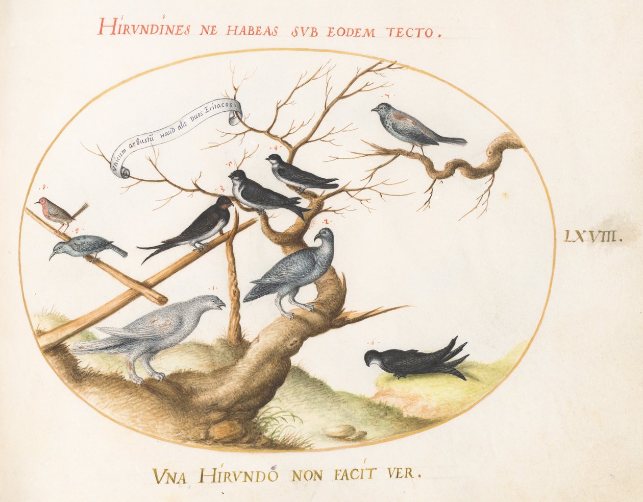Levy 68: Ptarmigan, pääskyset ja muut linnut tekijältä Joris Hoefnagel