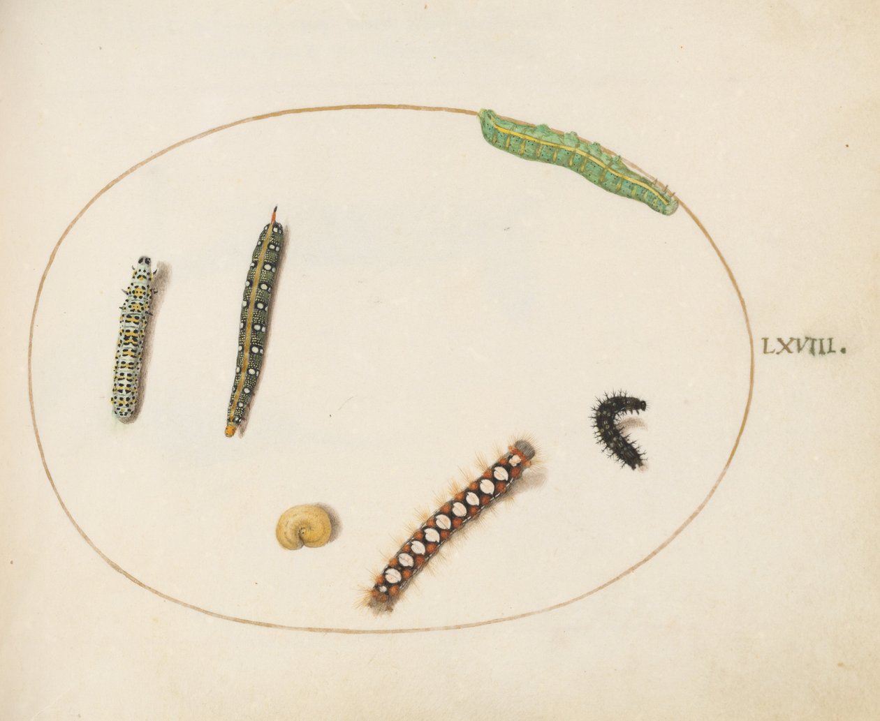 Levy 68: Lehtinen Spurge Hawkmoth Caterpillar, Mullein Moth Caterpillar ja muut toukat tekijältä Joris Hoefnagel