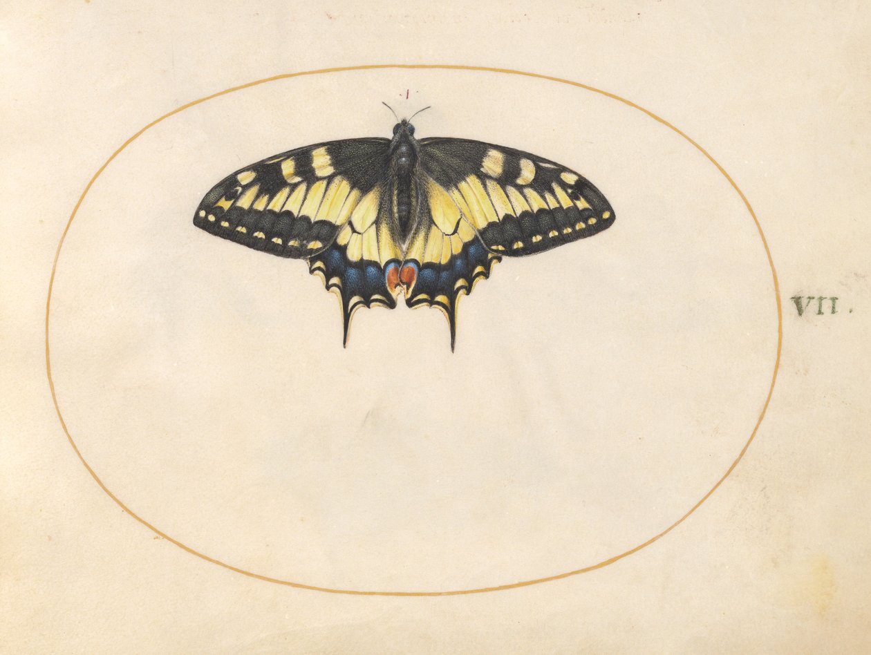 Levy 7: Swallowtail Butterfly tekijältä Joris Hoefnagel