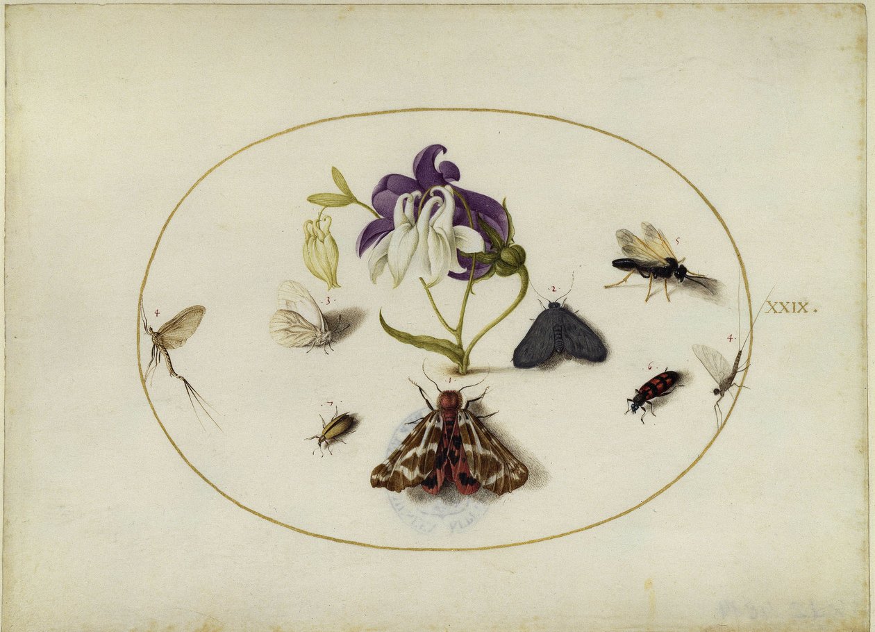 Perhosia akelean luona, lehti XXIX tekijältä Joris Hoefnagel