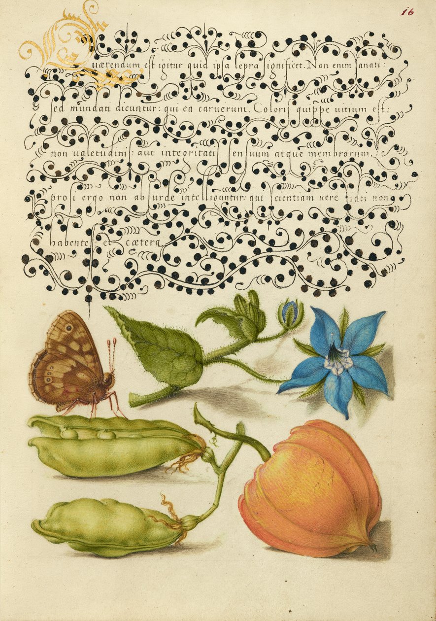 Pilkullinen puu, Talewort, Puutarha Herne, ja Lyhty Kasvi tekijältä Joris Hoefnagel