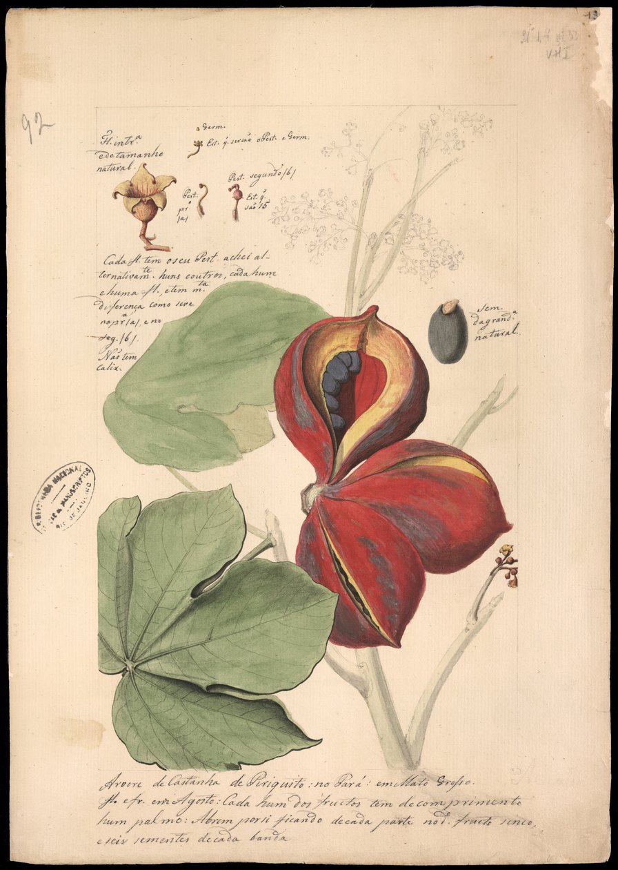 Theobroma bicolor, 1785. tekijältä José Joaquim Freire