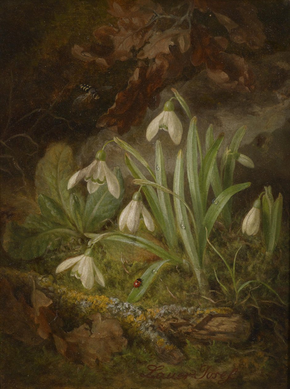 Waldbodenstück mit Schneeglöckchen tekijältä Josef Lauer