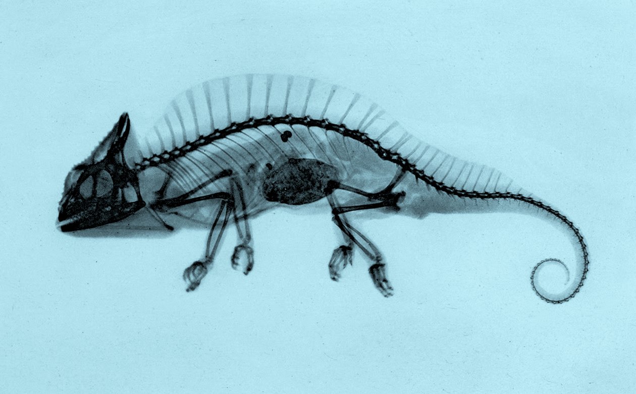 Historiallinen röntgenkuva kameleontista (Trioceros cristatus) 1896 (kuva) tekijältä Josef Maria Eder