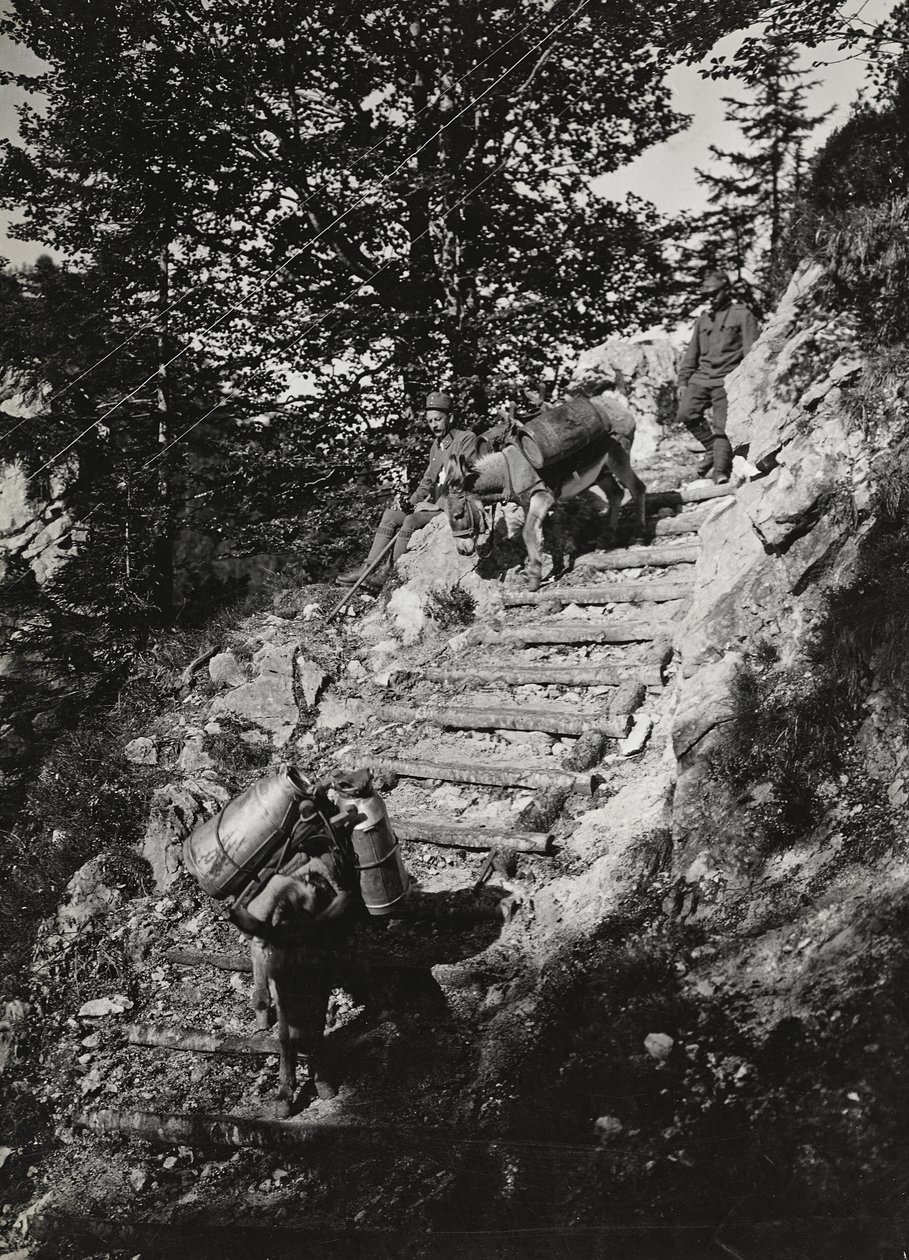 Albumi "Oma maailmansota - muistoja lounaisrintamasta Kärntenissä, Italiassa, Trentino-Alto Adigessa) 31.3.1915-12.11.1918 - Josef Zohles Wien": Armeijan muulit jyrkkää rantaa pitkin tekijältä Josef Zohles
