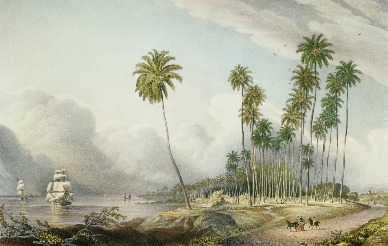 Cocoa Nut Walk rannikolla, Runaway Bayn lähellä, levy 15 julkaisusta "West Indian Scenery: Illustrations of Jamaica", taiteilijan kaivertama, pubi. 1838-40 tekijältä Joseph Bartholomew Kidd