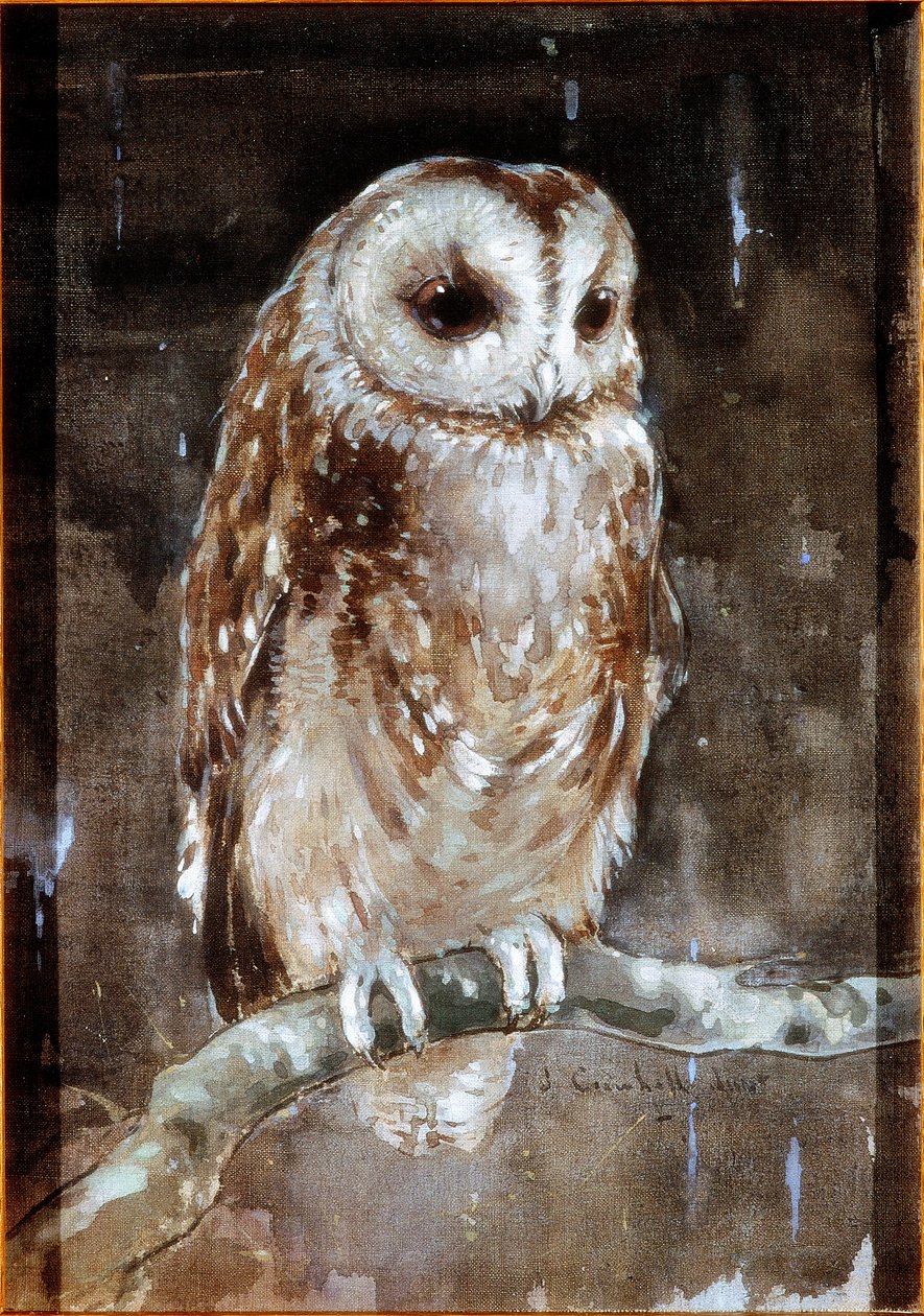 Tawny Owl (vartaloväri ja akvarelli tekstiilillä (ruskea hollanti) tekijältä Joseph Crawhall