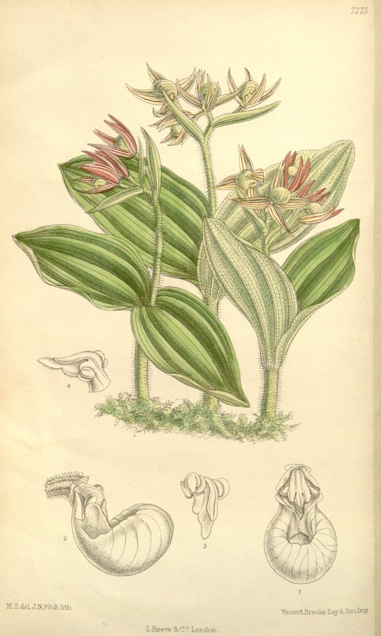 Cypripedium fasciculatum tekijältä Joseph Dalton Hooker