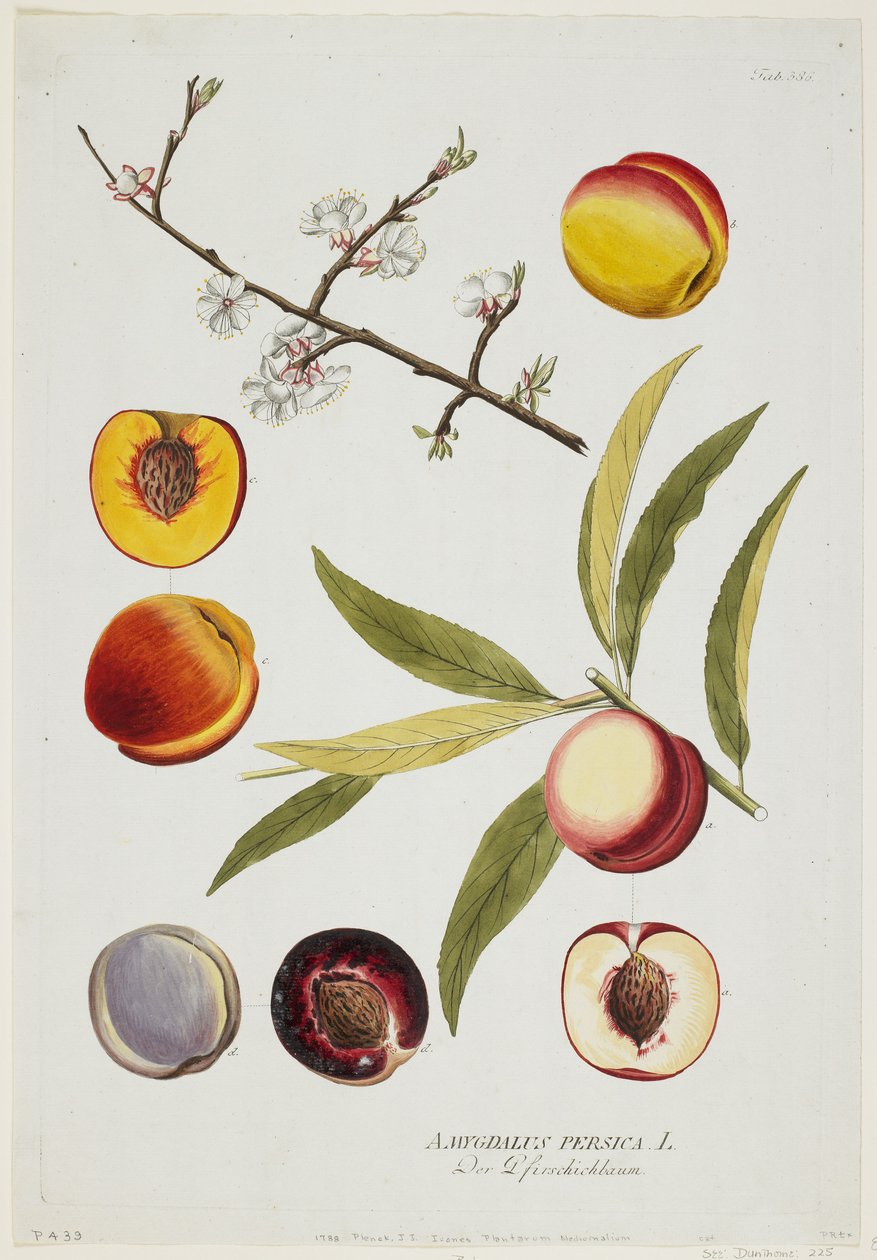 Amygdalus persica, Icones Plantarum Medicinaliumista, 1788 (käsinvärinen kaiverrus ja guassi) tekijältä Joseph Jacob Plenck