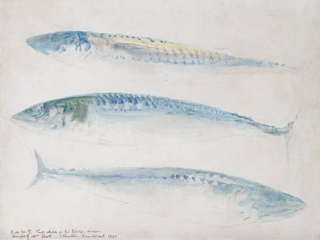 Luonnos kolmesta makrillista (wc ja lyijykynä paperille) tekijältä Joseph Mallord William Turner