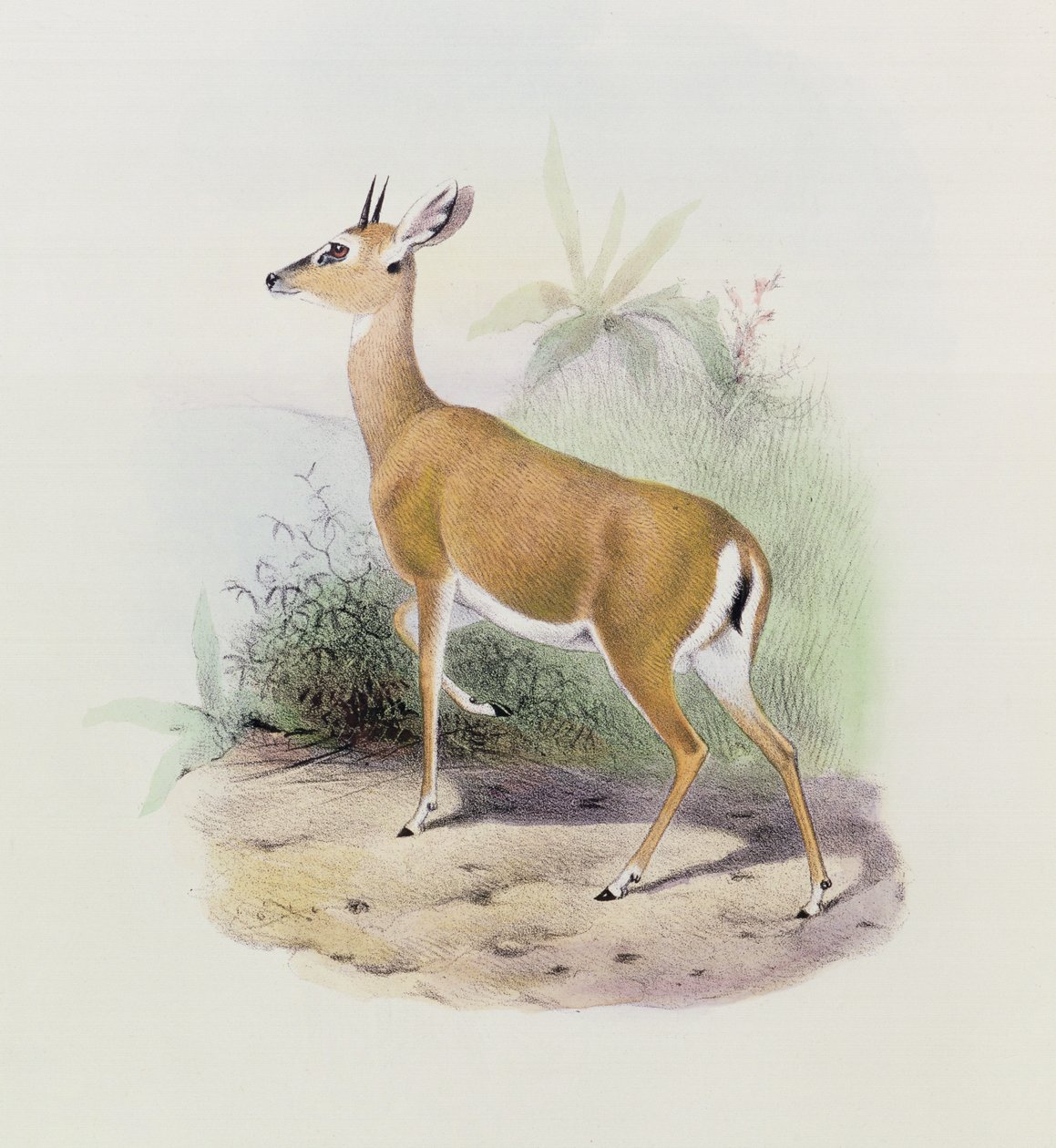 Antilooppi, The Book of Antelopes, tekijältä Joseph Smit