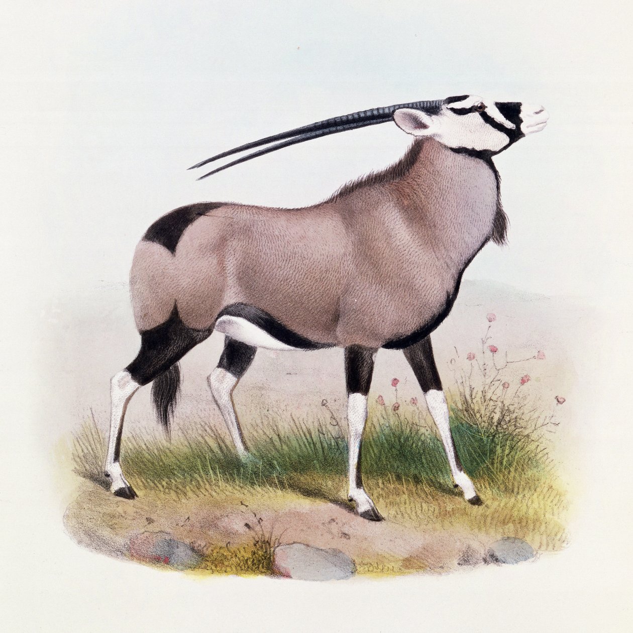 Gemsbok, Antilooppien kirjasta, tekijältä Joseph Smit