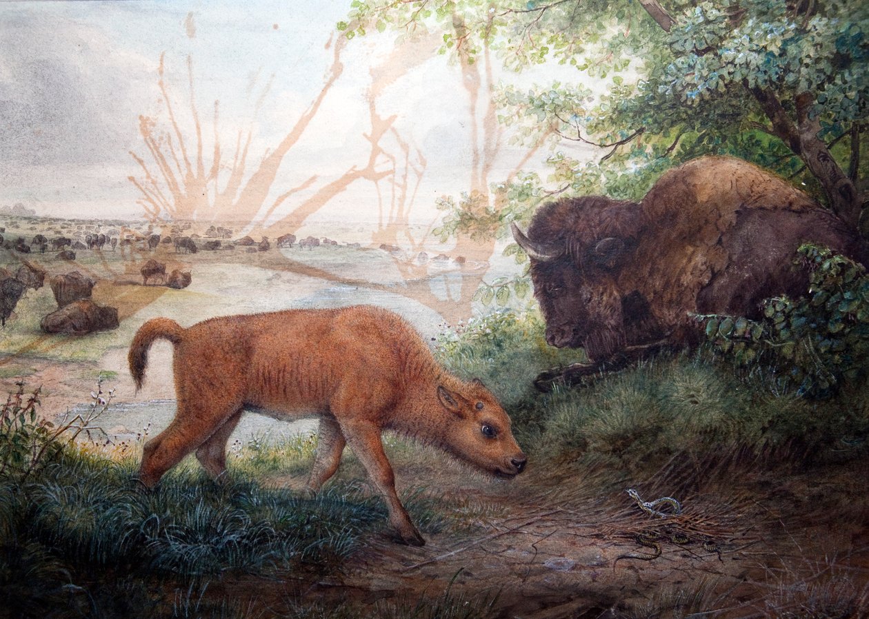 Amerikan biisonit, 1850 tekijältä Joseph Wolf