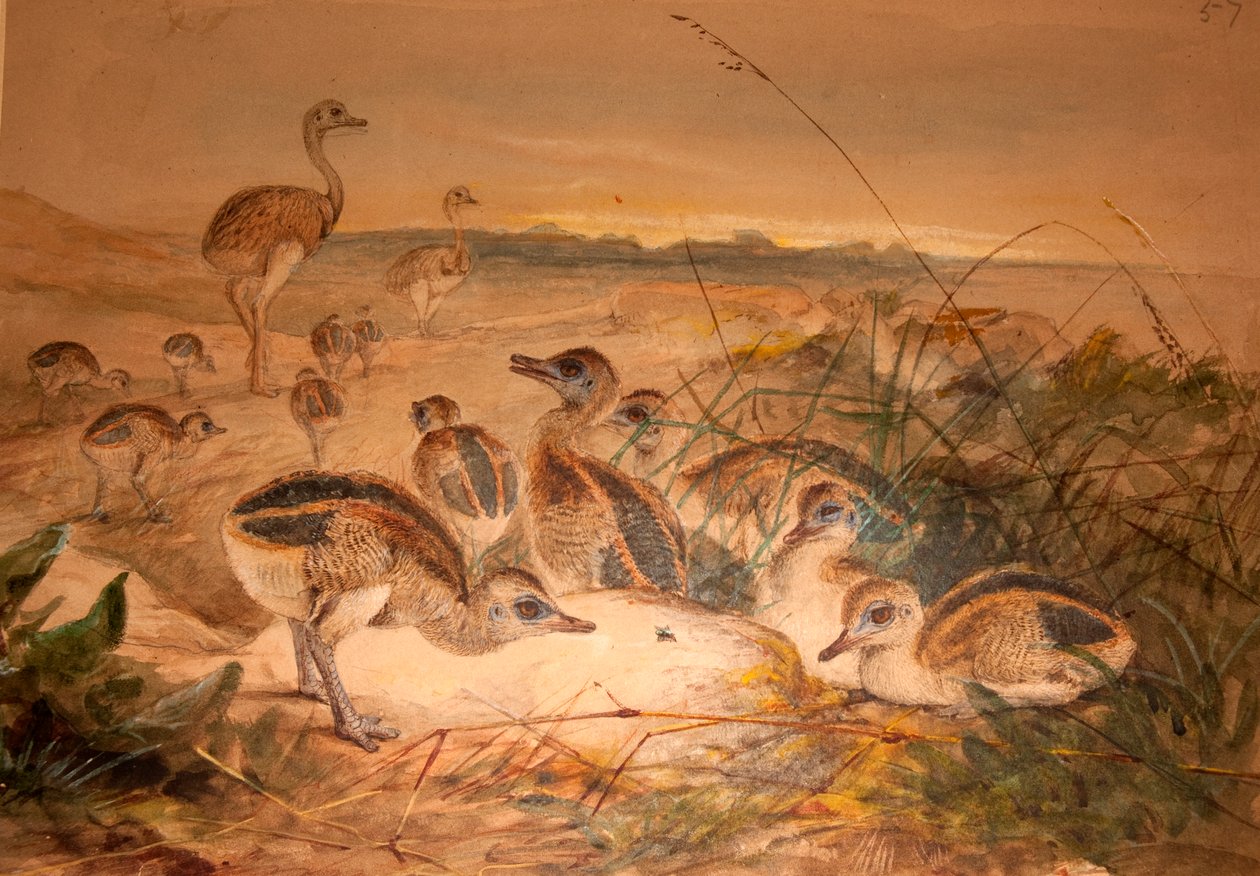 American Rheas (Rhea americana), n. 1851-76 tekijältä Joseph Wolf