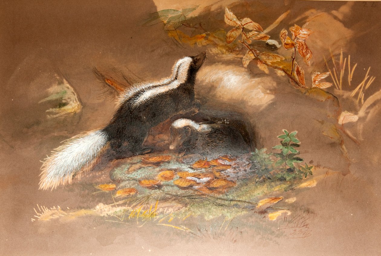 Amerikkalainen Skunk tekijältä Joseph Wolf