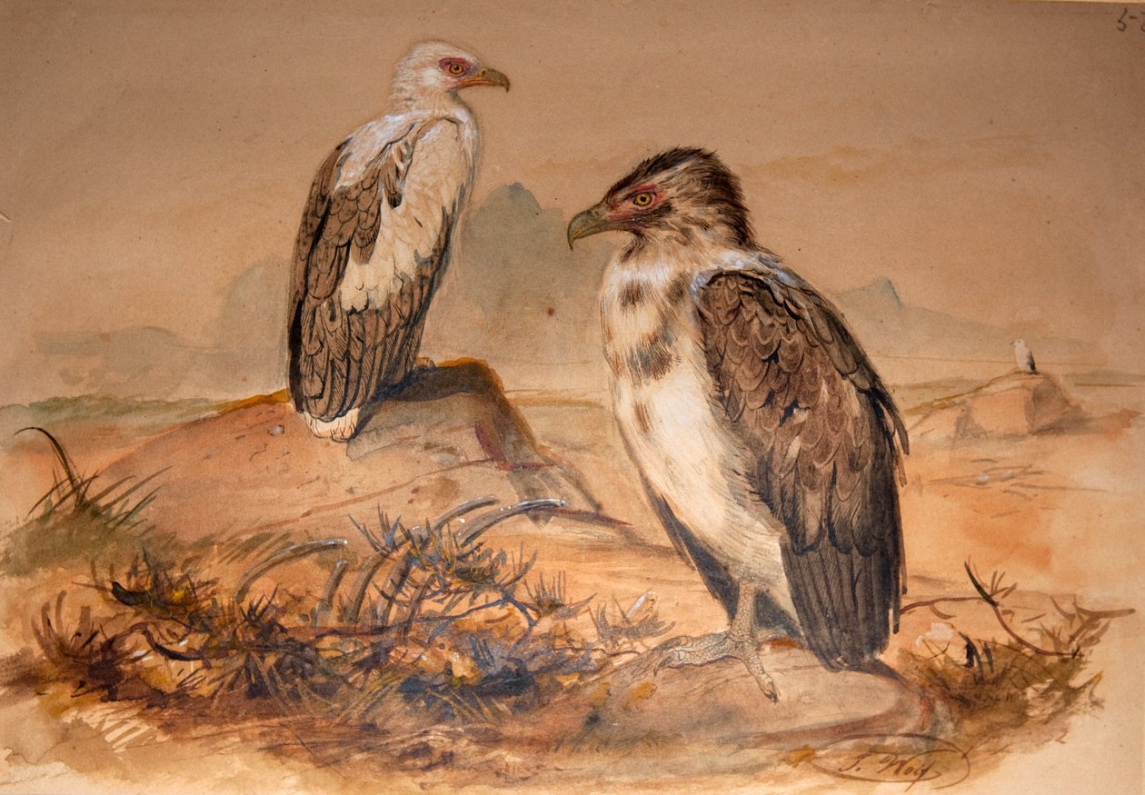 Angolakorppikotka (Gyohierax angolensis), 1856-67 tekijältä Joseph Wolf