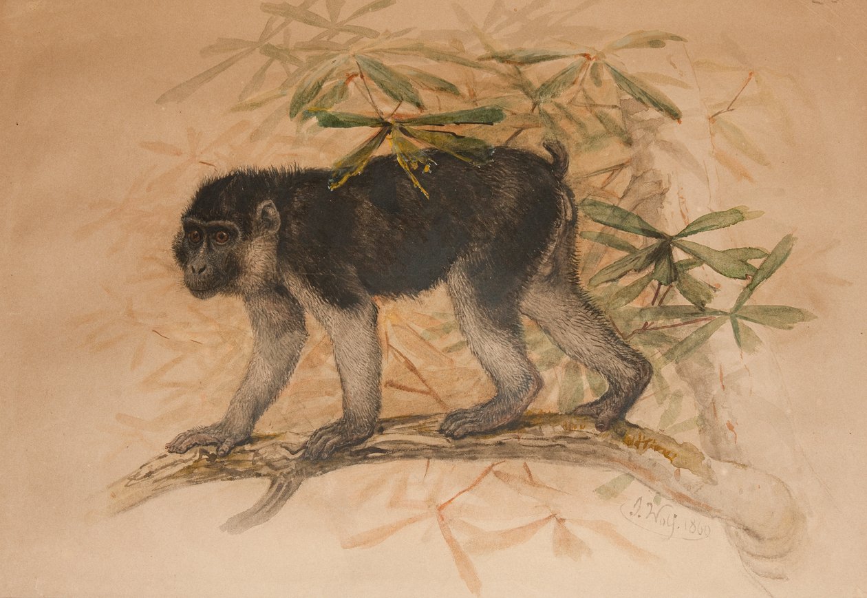 Tuhkamusta makaki (Macacus ocreatus), 1869 tekijältä Joseph Wolf
