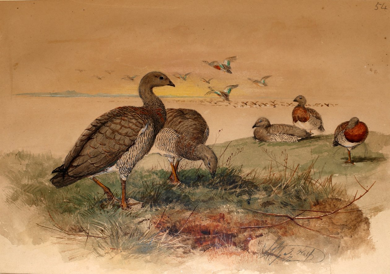 Tuhkapäinen hanhi (Chloephaga poliocephala), 1852-54 tekijältä Joseph Wolf