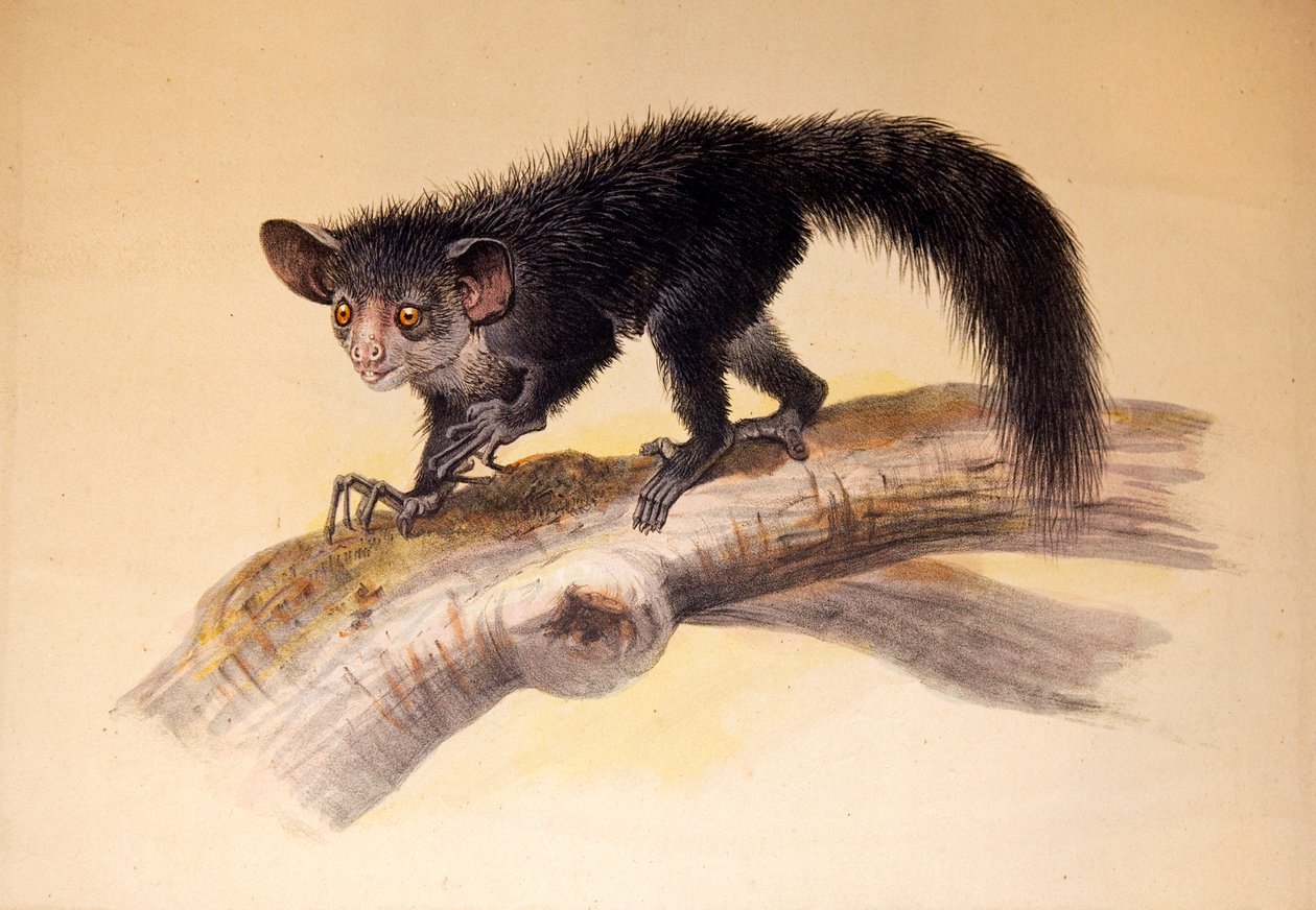 A-A, 1861 tekijältä Joseph Wolf