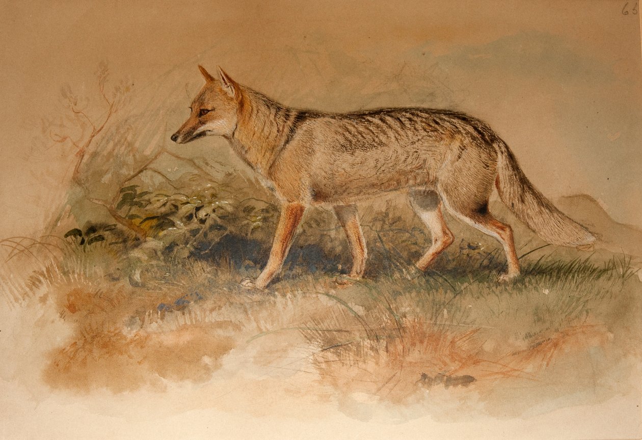 Azaran kettu - Canis azarae tekijältä Joseph Wolf
