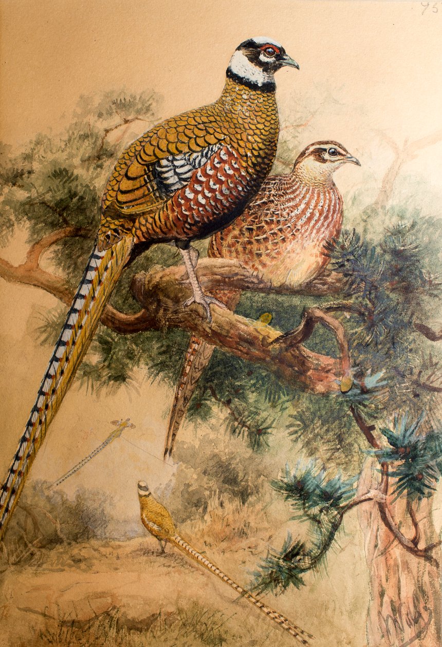 Tankofasaani (Phasianus reevesi), 1852-54 tekijältä Joseph Wolf