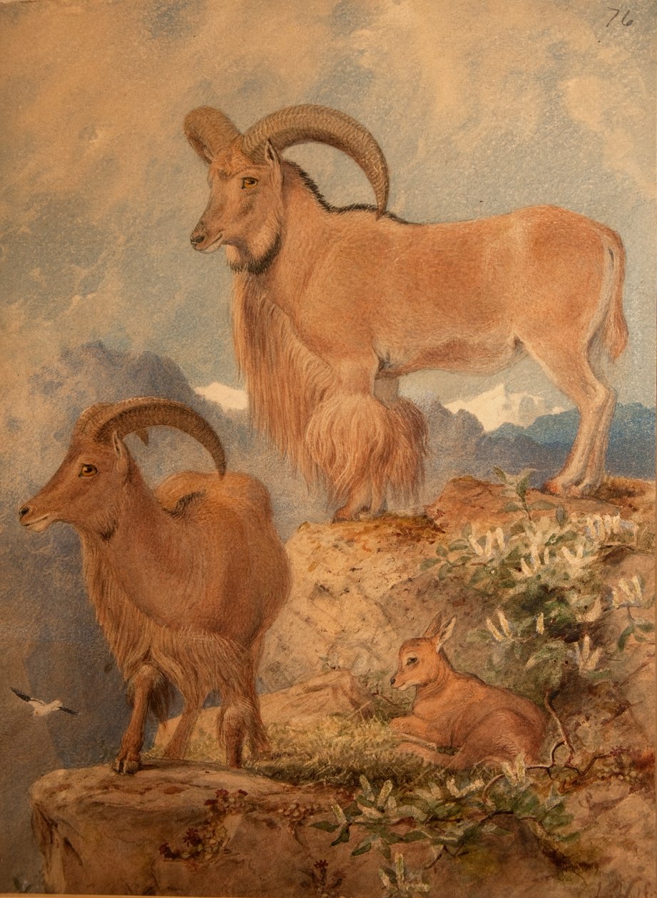 Barbary Wild Sheep tekijältä Joseph Wolf