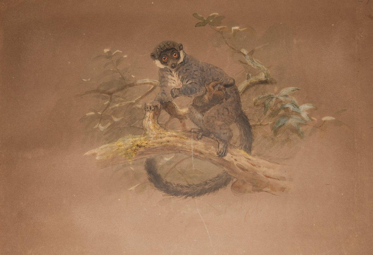 Mustajalkainen lemuri (Lemur nigifrons) tekijältä Joseph Wolf